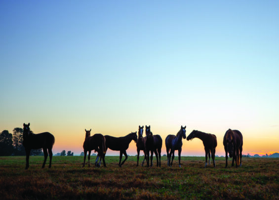 Horses stand against a sunset.