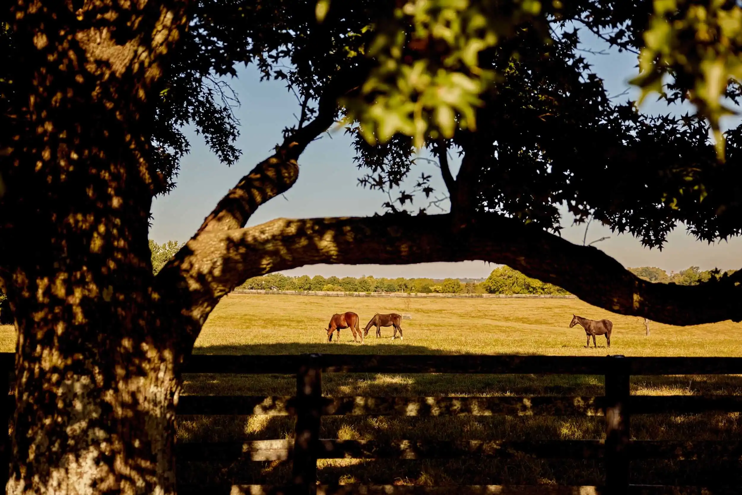 Three horses are seen on a grassy pasture in the distance, beyond the branches of a shady tree.